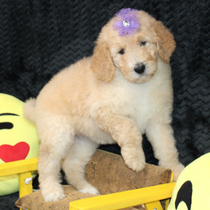Goldendoodle Puppy Cece