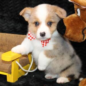 American Corgi Puppy Daringer