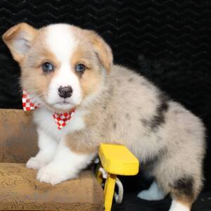American Corgi Puppy Daringer