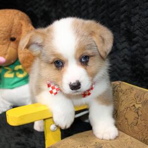 American Corgi Puppy Daringer