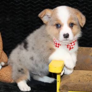 American Corgi Puppy Daringer