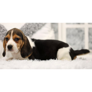 Beagle Puppy Anise