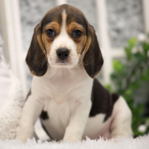 Beagle Puppy Anise