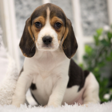 Beagle Puppy Anise