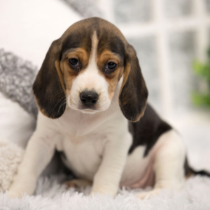 Beagle Puppy Anise