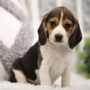 Beagle Puppy Anise