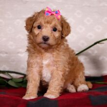 Bichonpoo Puppy Scarlet