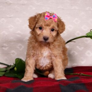 Bichonpoo Puppy Scarlet