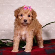 Bichonpoo Puppy Scarlet