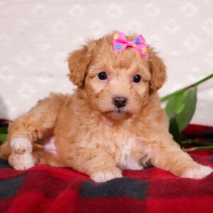 Bichonpoo Puppy Scarlet