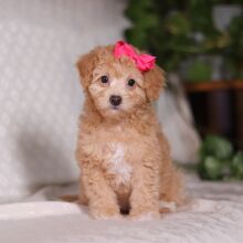 Bichonpoo Puppy Scarlet