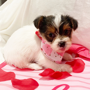 Yorkshire Terrier Puppy Mattie