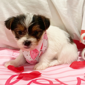 Yorkshire Terrier Puppy Mattie