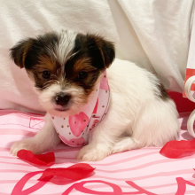 Yorkshire Terrier Puppy Mattie
