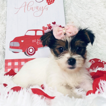 Yorkshire Terrier Puppy Mattie