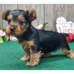 Yorkshire Terrier Puppy Spice