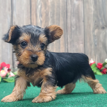 Yorkshire Terrier Puppy Spice