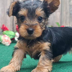 Yorkshire Terrier Puppy Spice