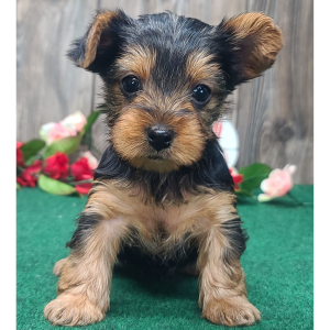 Yorkshire Terrier Puppy Spice