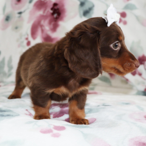 Dachshund Puppy Nicki