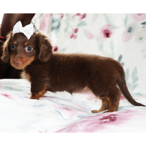 Dachshund Puppy Nicki