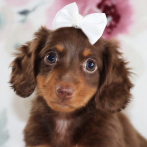 Dachshund Puppy Nicki