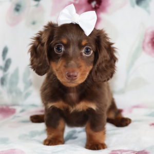 Dachshund Puppy Nicki