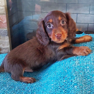 Dachshund Puppy Rolo