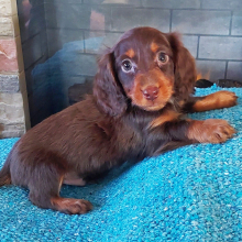 Dachshund Puppy Rolo