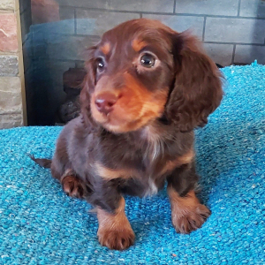Dachshund Puppy Rolo