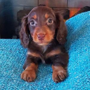Dachshund Puppy Rolo