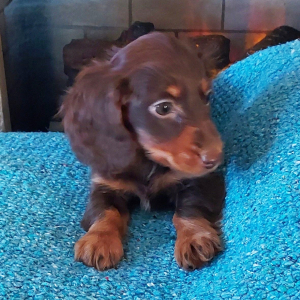 Dachshund Puppy Rolo