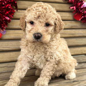 Goldendoodle Puppy George