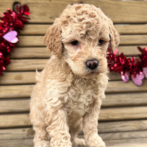 Goldendoodle Puppy George