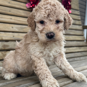 Goldendoodle Puppy George