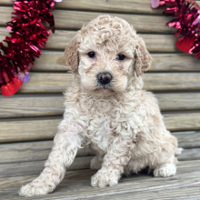 Goldendoodle Puppy George