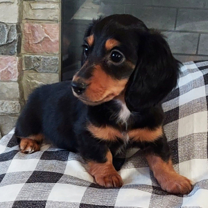 Dachshund Puppy Hope
