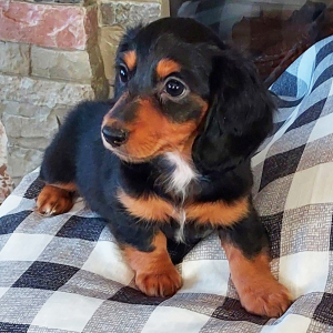 Dachshund Puppy Hope