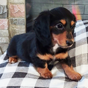 Dachshund Puppy Hope