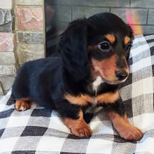 Dachshund Puppy Hope