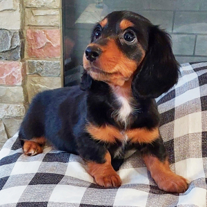 Dachshund Puppy Hope