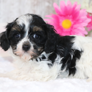 Cavapoo Puppy Bella