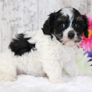 Cavapoo Puppy Bella