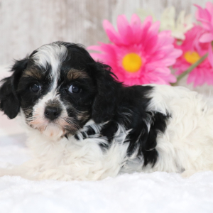 Cavapoo Puppy Bella