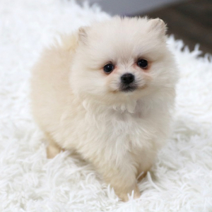 Pomeranian Puppy Snow