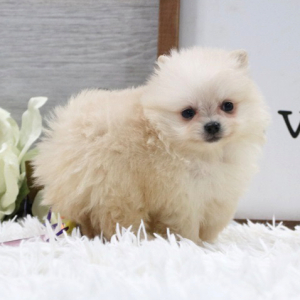 Pomeranian Puppy Snow