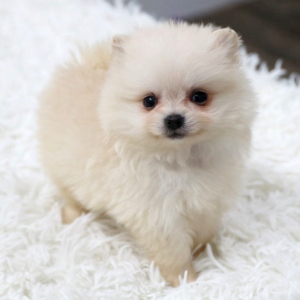 Pomeranian Puppy Snow