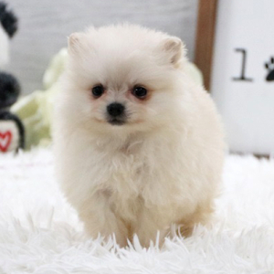 Pomeranian Puppy Snow