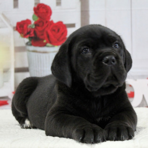 Cane Corso Puppy Blake