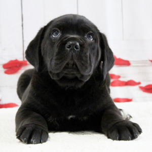 Cane Corso Puppy Blake